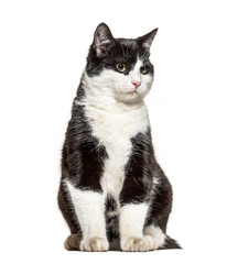 Black and white crossbreed cat standing, isolated on white