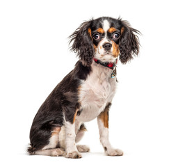 Sitting cute Cavalier King Charles Spaniel, isolated on white