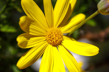 yellow flower