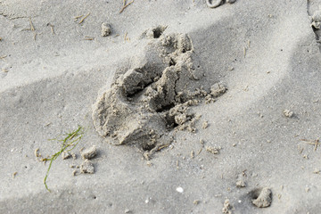 Paw Prints on Sandy Beach in Dublin, Ireland