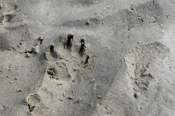 Paw Prints on Sandy Beach in Dublin, Ireland