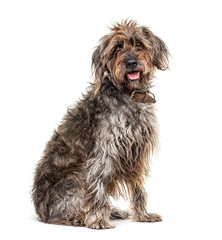 Sitting brown Shaggy Korthals Griffon dog, isolated on white