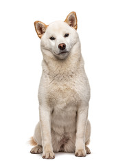 Sitting white Shiba Inu, isolated on white