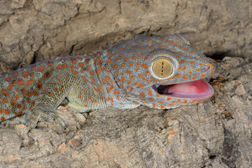 Close-up of a tokay gecko gekko perched on log with its mouth open