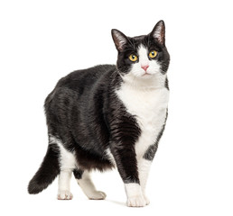 Black and white crossbreed cat standing, isolated on white