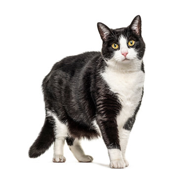 Black and white crossbreed cat standing, isolated on white