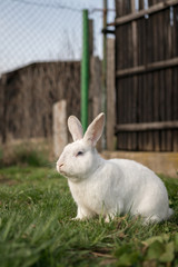 Single white rabbit in the grass