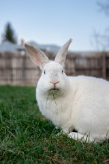 Single white rabbit in the grass