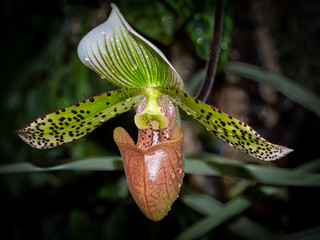 Close up of single orchid © Jim Schwabel