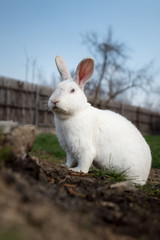 Single white rabbit in the grass