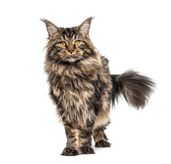 Standing Maine coon, isolated on white