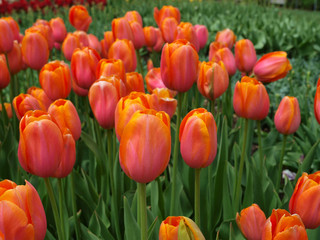 Orange tulips with green background