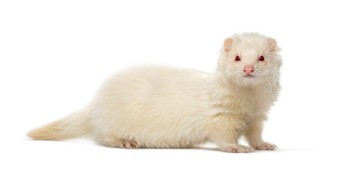 White Ferret looking at the camera, isolated on white