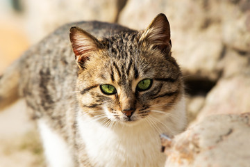 Naklejka na ściany i meble Portrait of a beautiful tabby cat in a village on a sunny day