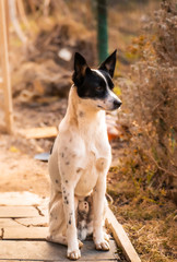 Full height basenji dog sitting on a tile in the backyard