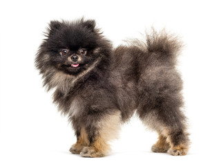Obraz premium Side view of a Standing Pomeranian, isolated on white
