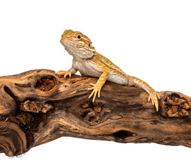 Pogona on a branch, isolated on white