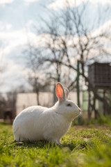 Single white rabbit in the grass