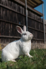 Single white rabbit in the grass
