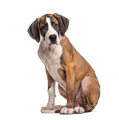 Young Great Dane, isolated on white