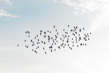 flock of birds flying in the skies of the Algarve