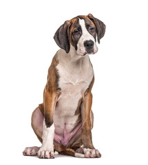 Young Great Dane, isolated on white