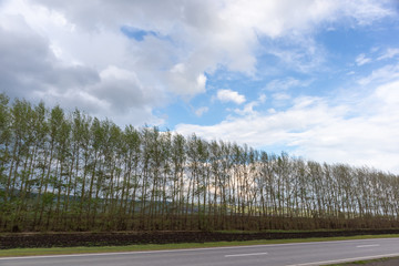 trees and blue sky