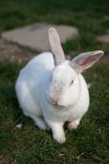 Single white rabbit in the grass