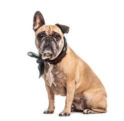 French Bulldog wearing a scarf, isolated on white