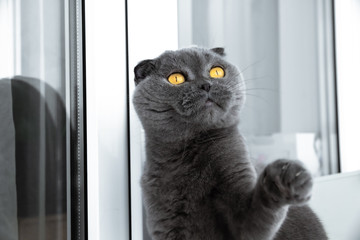 Scottish fold cat is playing on a bright background and raises his paw