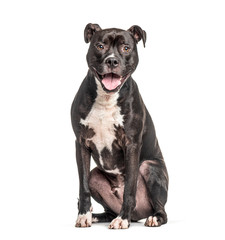 Sitting and panting American Staffordshire Terrier dog, isolated