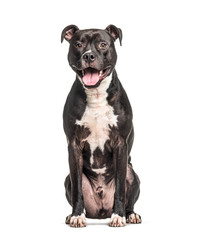 Sitting and panting American Staffordshire Terrier dog, isolated