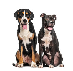 Two dogs sitting, Greater swiss mountain dog and American staffordshire