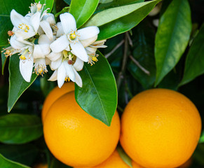 Valencian orange and orange blossoms. Spain. Spring harvest