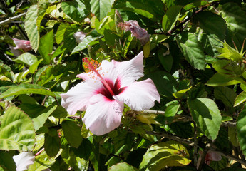 Hibiskus Blüte