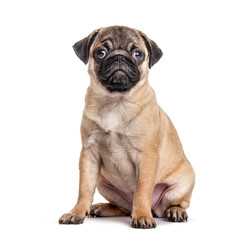 Young pug, puppy, sitting, isolated on white