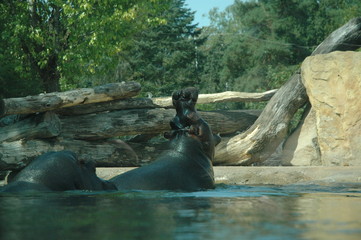 hippos