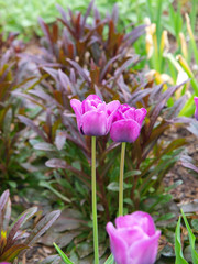 Fototapeta premium Pink tulips with green background