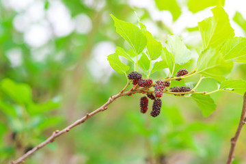 Fresh ripe mulberry on tree in agriculture field