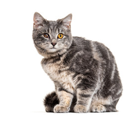 One-eyed blind, old and grey Crossbreed cat, isolated on white