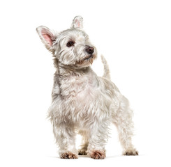 Standing West Highland White Terrier looking away, isolated
