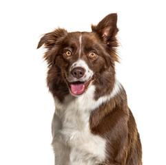 Close-up of a Border Collie, isolated on white