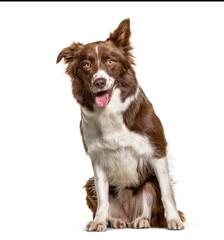 Happy panting Border Collie, isolated on white