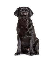 Black labrador retriever sitting, isolated on white