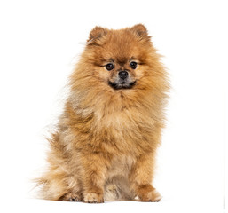 Pomeranian looking at the camera, isolated on white