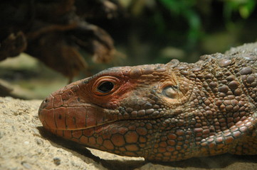 closeup of iguana