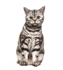 Sitting British Shorthair, isolated on white