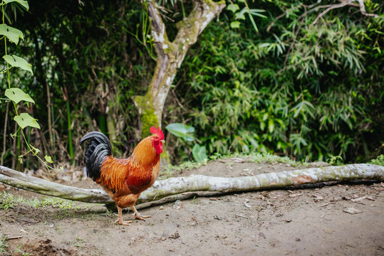 rooster in garden