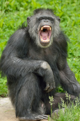 Portrait of a captive chimpanzee (Pan trodglodytes) with mouth open