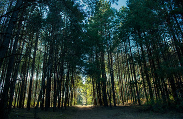 Fototapeta premium Sunny passage in a picturesque dark forest